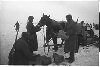 Находчивые ездовые красноармейцы пустили на корм лошадям трофейные немецкие эрзац-валенки из соломы. Сталинград, 1943 г.